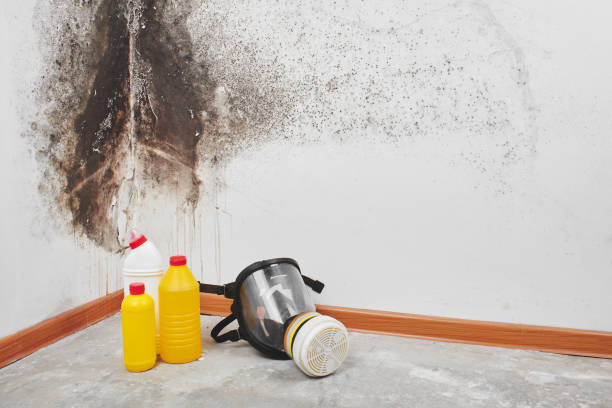 Best Professional Mold Removal  in Homer, GA