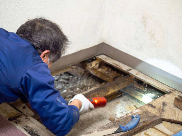 Best Black Mold Removal  in Homer, GA