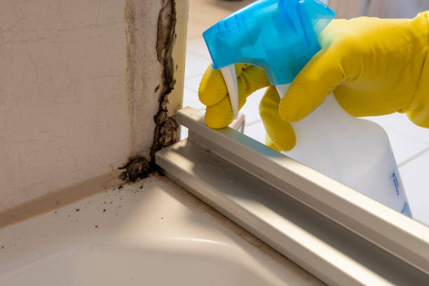 Certified Mold Removal in Homer, GA