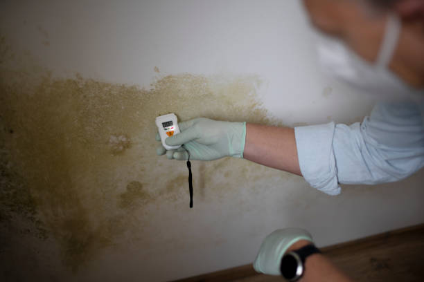 Best Mold Testing  in Homer, GA