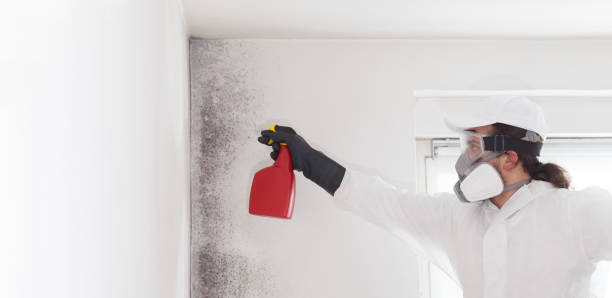 Best Mold Remediation  in Homer, GA