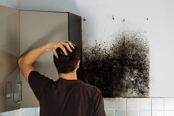 Best Residential Mold Removal  in Homer, GA