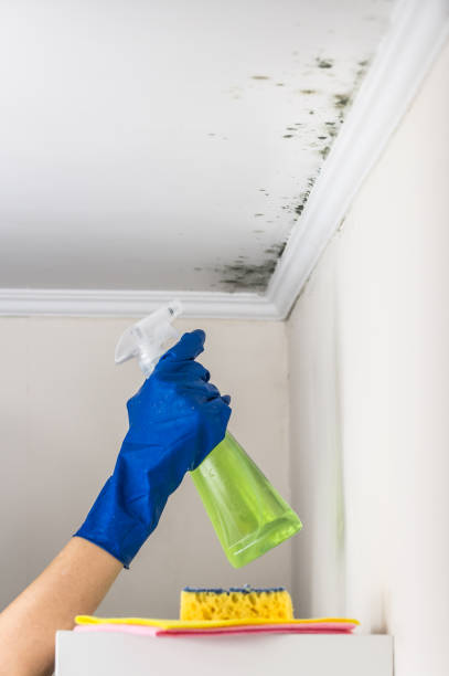 Best Crawl Space Mold Removal  in Homer, GA